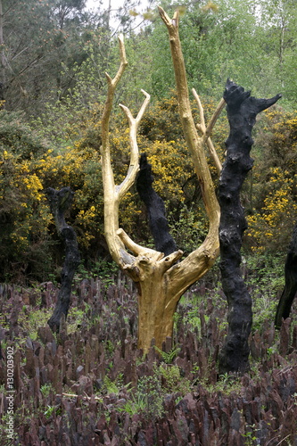 At the heart of the Vale of No Return there is the golden tree, Broceliande Forest, Threhorenteuc, Morbihan, Brittany, France photo