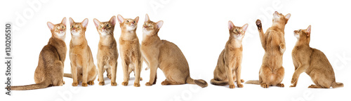 red cat looking at a white background