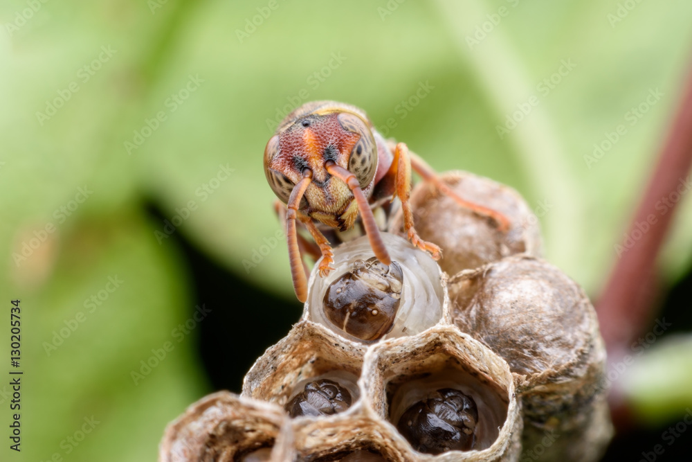 Super macro wasp and larvals in wasp nest Super macro wasp and larvals in wasp nest