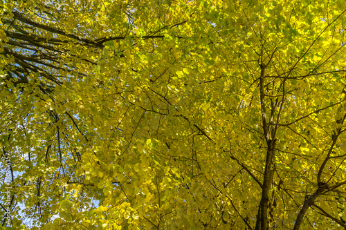 Leaves of a tree in autumn