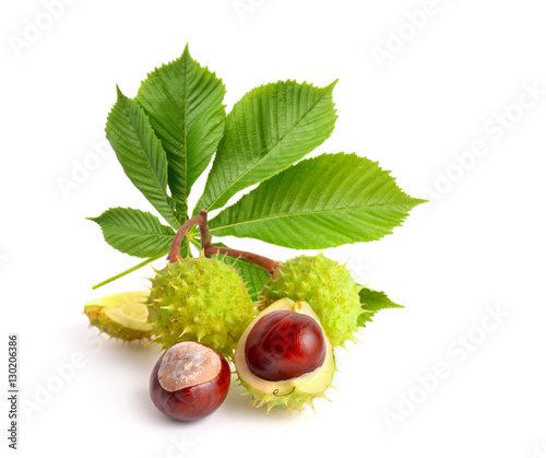 Horse-chestnut (Aesculus) fruits with leawes. photo