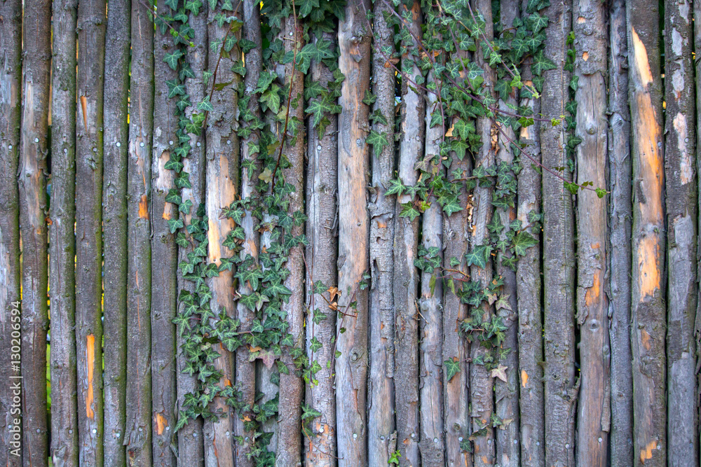 Fototapeta premium Fence with ivy