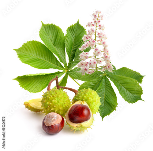 Horse-chestnut (Aesculus) fruits with leawes and flower.