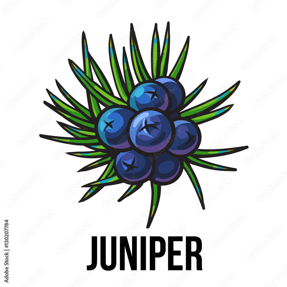 Juniper berries, sketch style vector illustration isolated on white background. Realistic hand
