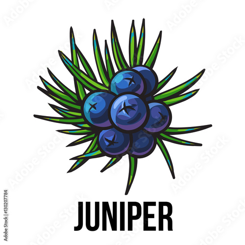 Juniper berries, sketch style vector illustration isolated on white background. Realistic hand drawing of juniper berries, evergreen plant used for making gin, spicing and seasoning