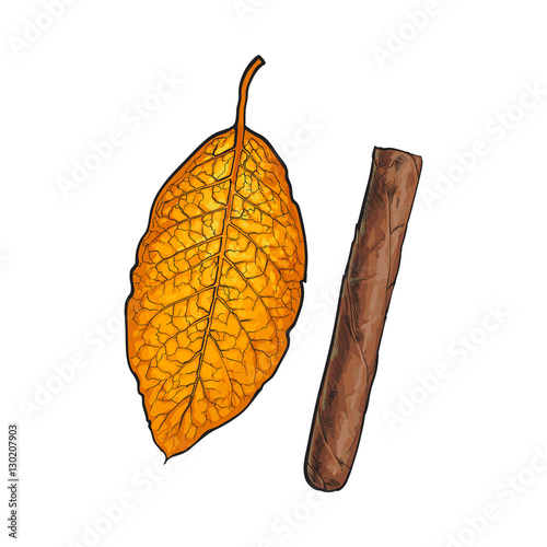 Unlabelled unlit brown Caribbean, Cuban cigar, sketch vector illustration isolated on white background. Whole, new hand drawn cigar, ready to smoke, tobacco product