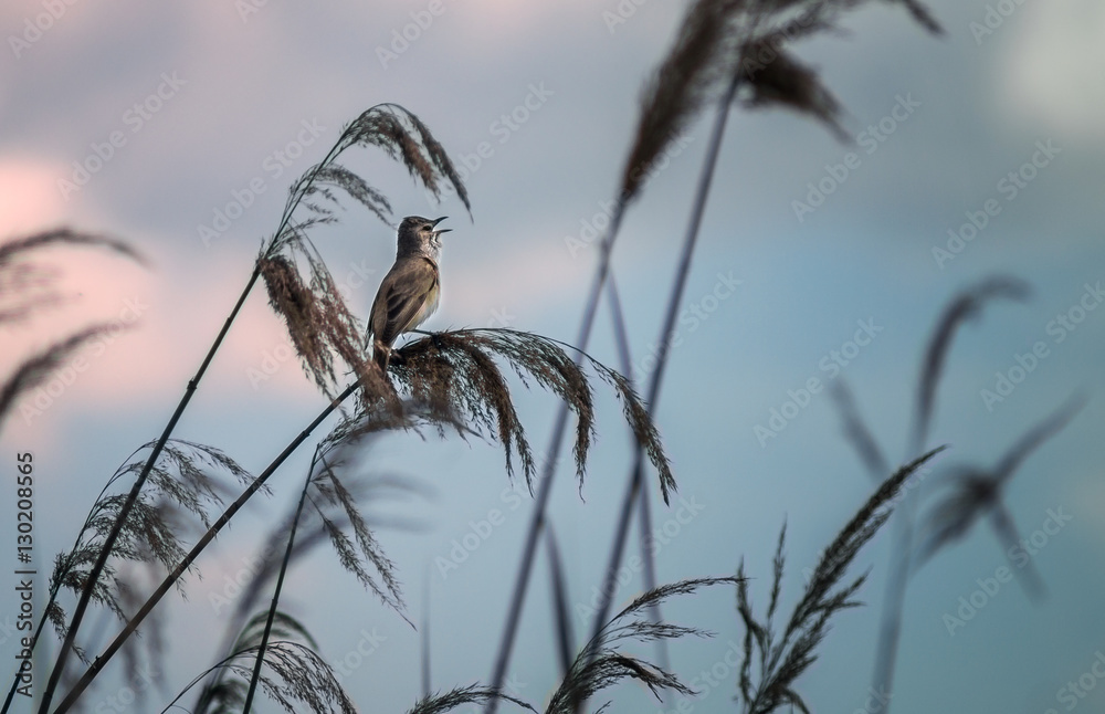 Obraz premium bird sings evening song