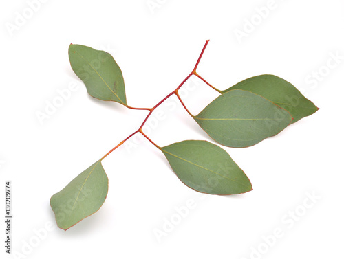 Eucalyptus twig. photo