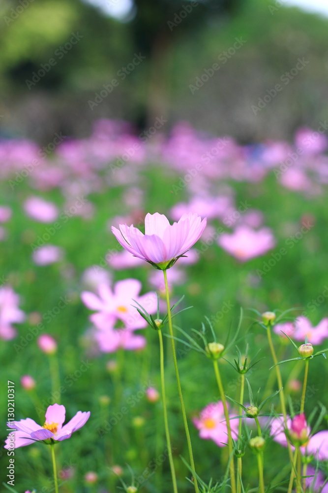 Cosmos flower.