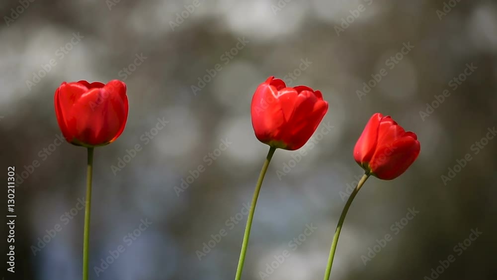The tulips swaying in the wind in early spring The tulips swaying in the wind in early spring