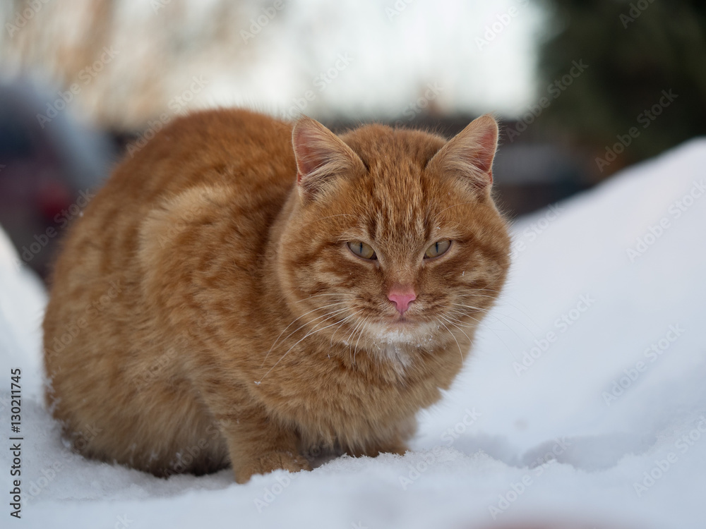 Red big cat sits among large drifts of snow