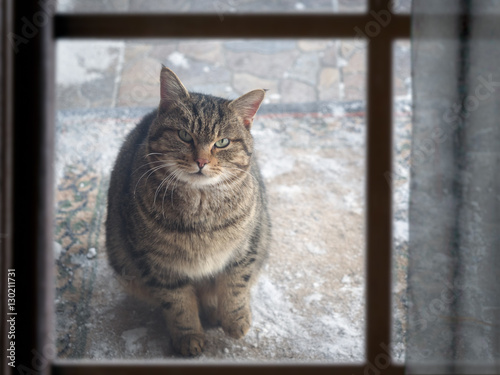 stray cat sits outside and looks out the window of the house. Winter, snow. Cat is cold. The problem of stray animals