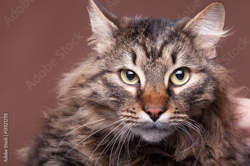 Beautiful main coon cat breed on brown background