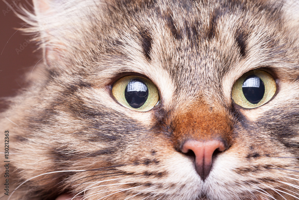 Beautiful cat eyes in close up image Beautiful cat eyes in close up image
