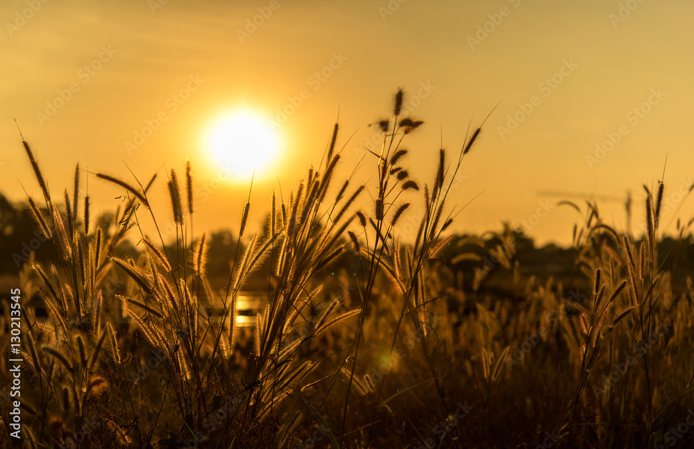 Close up silhouette tropical grass flower or setaceum pennisetum fountain grass on sunset background...