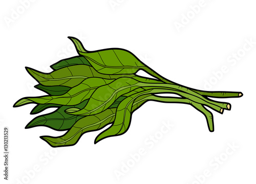 Vector color illustration, vegetables, Water spinach