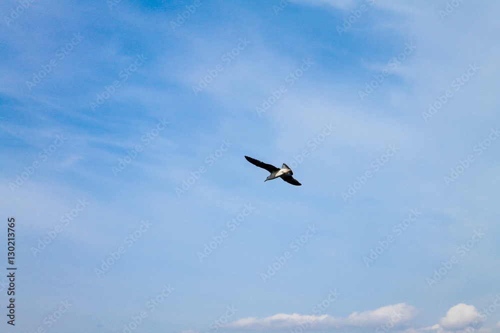 Fototapeta premium Sea Gull soaring in the sky, over the Mediterranean 