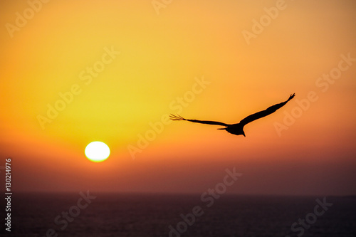 Sunset with seagull in Antofagasta  Chile