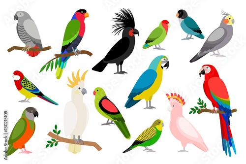 Tropical parrot set with colored feathers and wings. Vector cartoon parrots isolated on white background