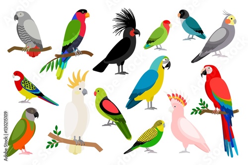 Tropical parrot set with colored feathers and wings. Vector cartoon parrots isolated on white background photo