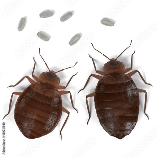 Photos realistic 3d render of bedbug set