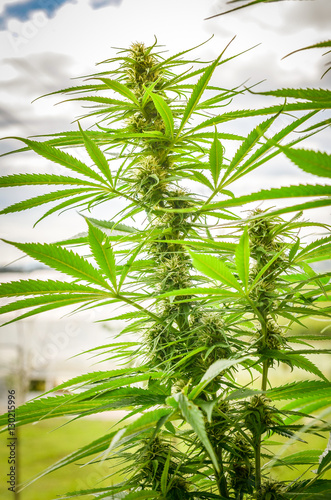 Fototapeta Naklejka Na Ścianę i Meble -  Cannabis or marijuana hemp plant detail closeup.