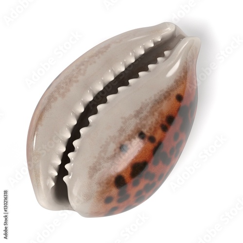 realistic 3d render of Cypraea Tigris (Tiger Cowrie) photo