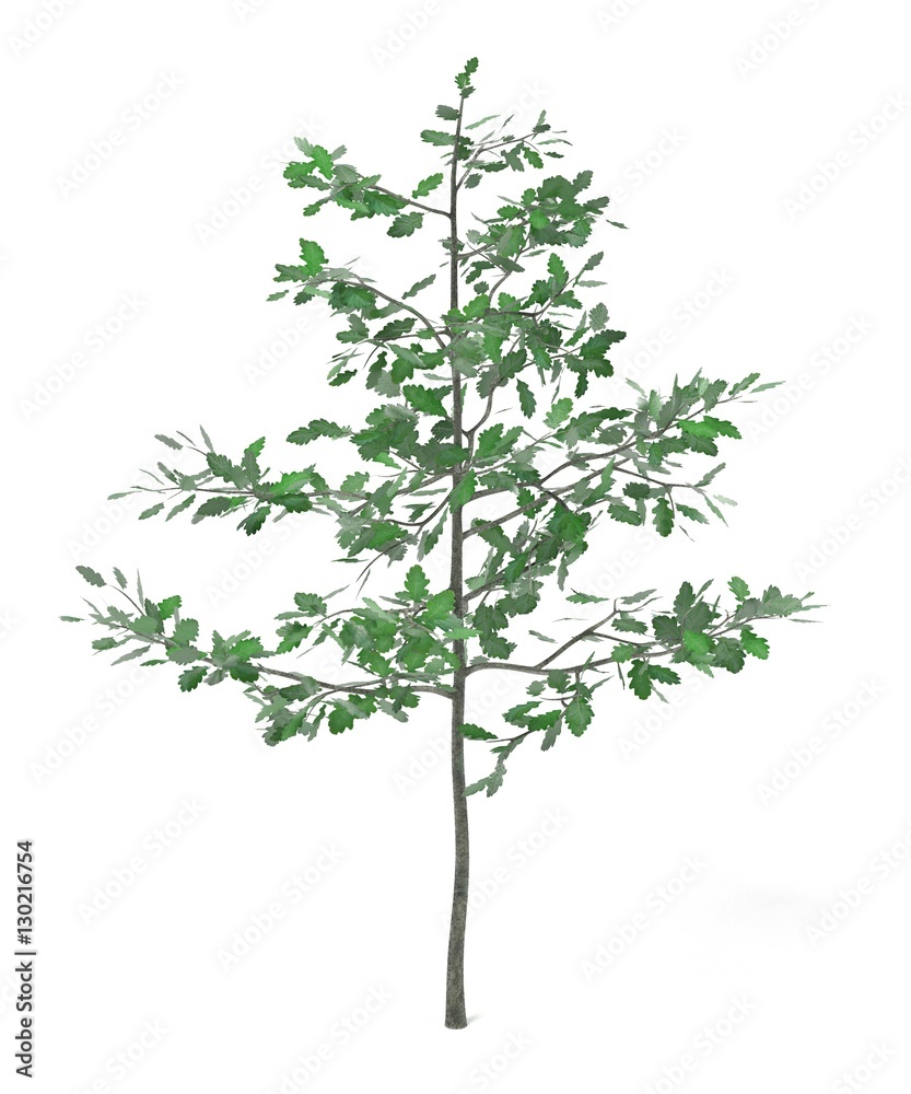 realistic 3d render of young oak realistic 3d render of young oak