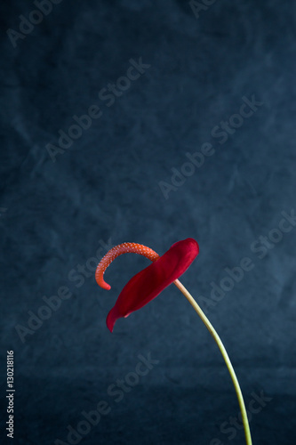 Red flower. Anthurium