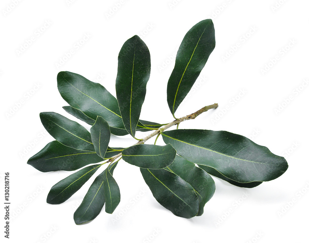 green macadamia leaves isolated on white background