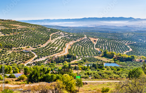 Landscape with olive fields near Ubeda - Spain photo
