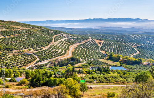 Foto Landscape with olive fields near Ubeda - Spain