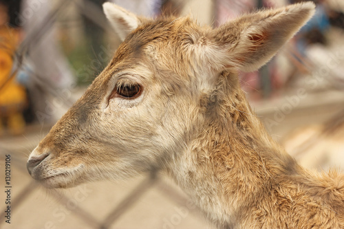 Beautiful baby deer profile photo