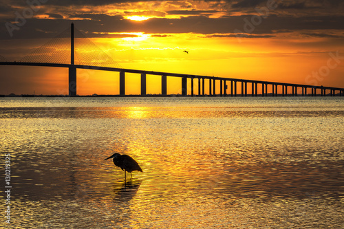 Great Blue Heron silhouetted at sunrise - St. Petersburg, Florid photo