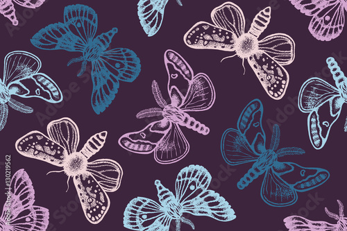 Seamless pattern with moths. Hand drawn. Vector illustration.