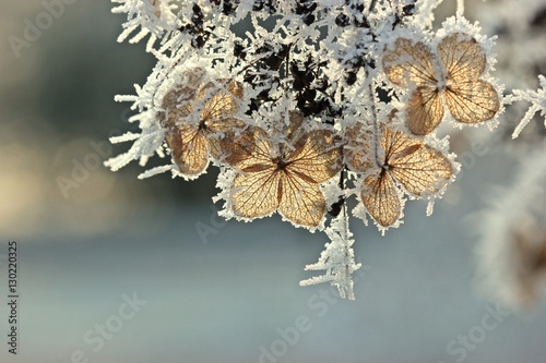 Fototapeta Naklejka Na Ścianę i Meble -  Samenstand einer Samthortensie (Hydrangea sargentiana) mit Raureif 
