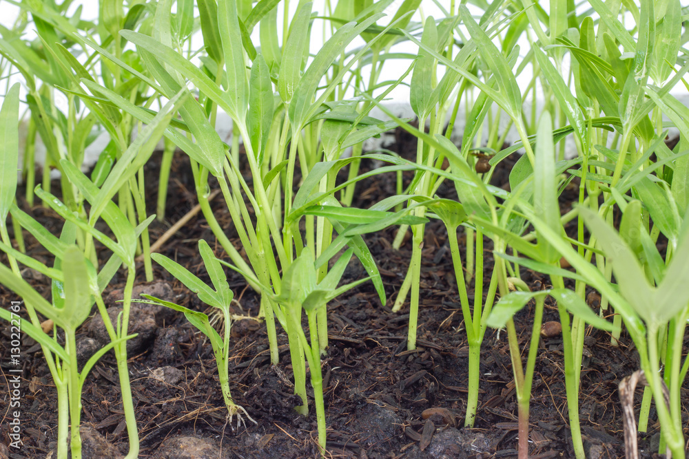 Vegetable crop in laboratory for scientists studying of science and selective. Vegetable crop in laboratory for scientists studying of science and selective.