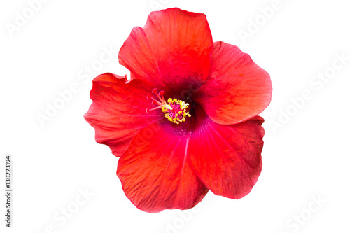 Macro of red China Rose flower  Chinese hibiscus  isolated on white background.Saved with clipping path.