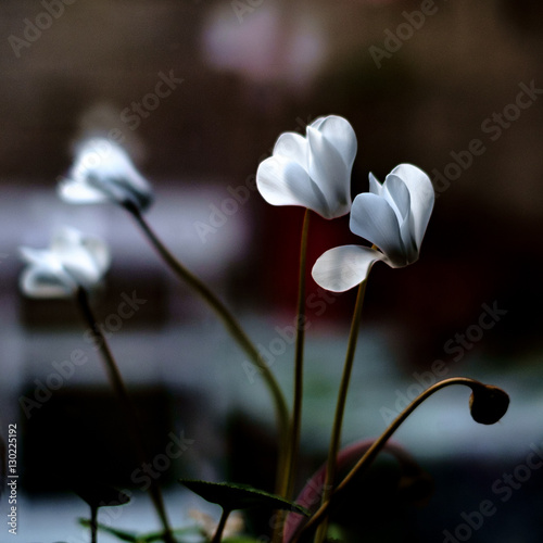 white flowers with dark bokeh