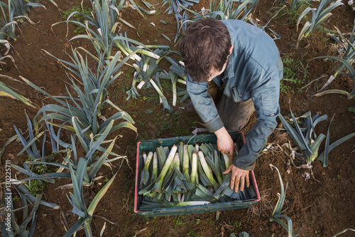 A woman stacking freshly pulled leeks in a crate in a field. 