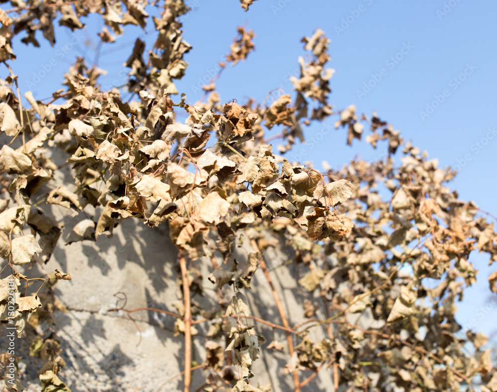 dry grape leaves against the blue sky dry grape leaves against the blue sky