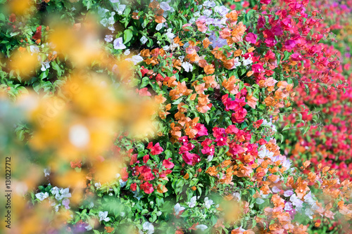 Fototapeta Naklejka Na Ścianę i Meble -  Colorful bush of paper flower in the garden.