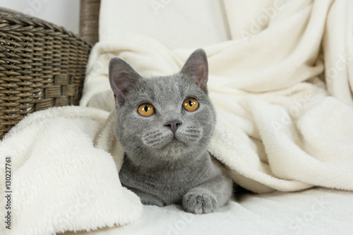 Blue British cat covered with blanket