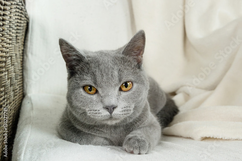 Blue British cat covered with blanket
