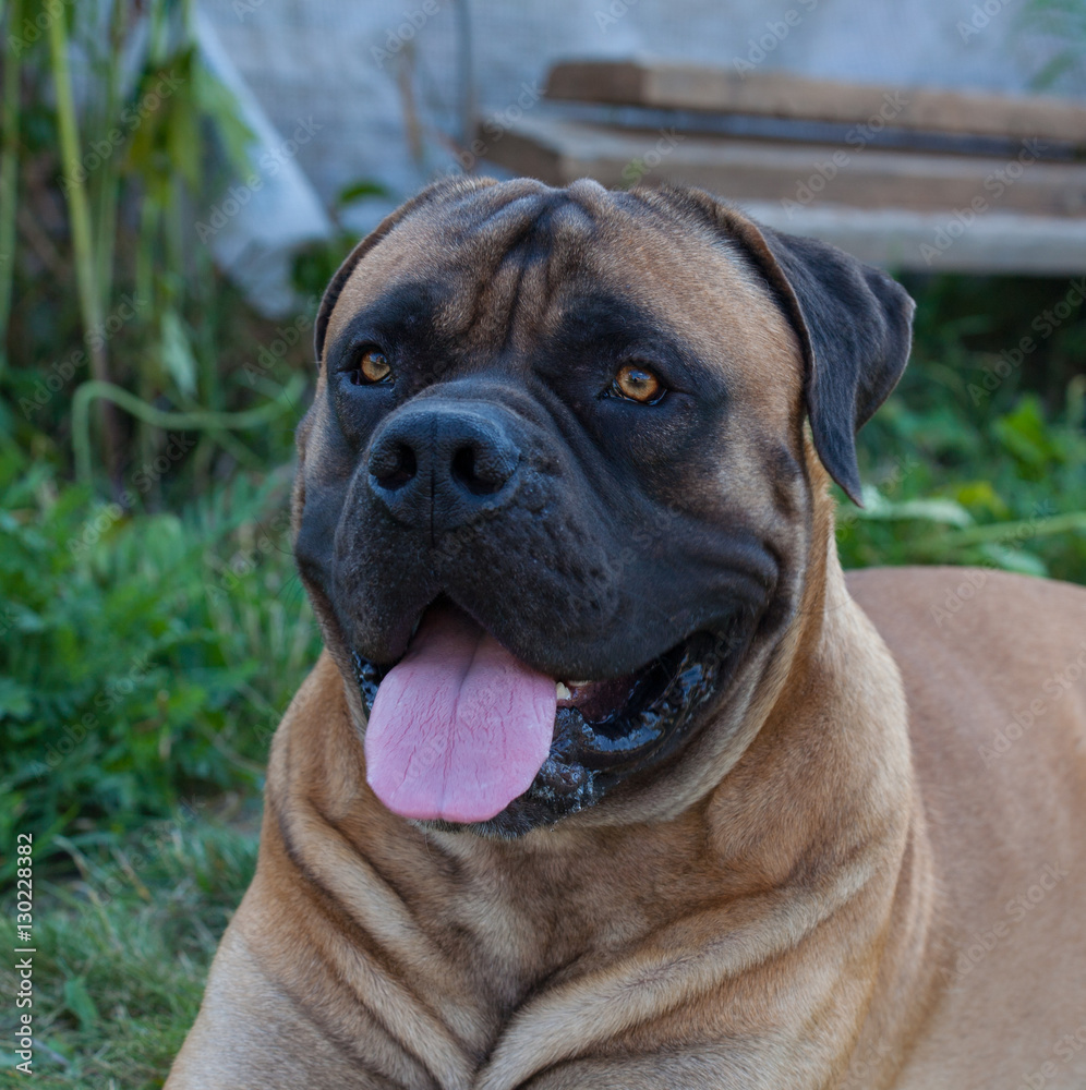 Fototapeta premium Eyes amber-colored. Closeup portrait of a beautiful dog breed South African Boerboel. South African Mastiff.
