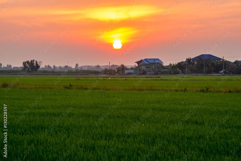 Green Rice fields,Beautiful views landscapes is Light sunrise in