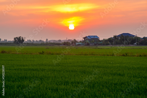 Green Rice fields Beautiful views landscapes is Light sunrise in