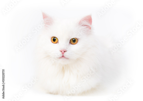 portrait of white cat on white background