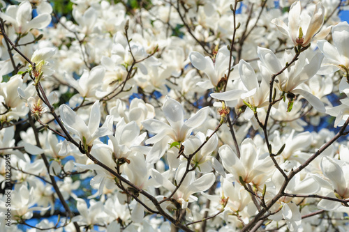 blooming cherry trees in Spring Garden