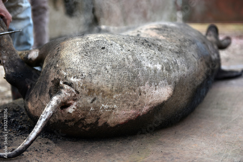 Slaughtered pig. Burned pig prepared for traditional butchering